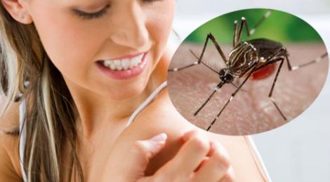 muỗi vằn truyền virus zika