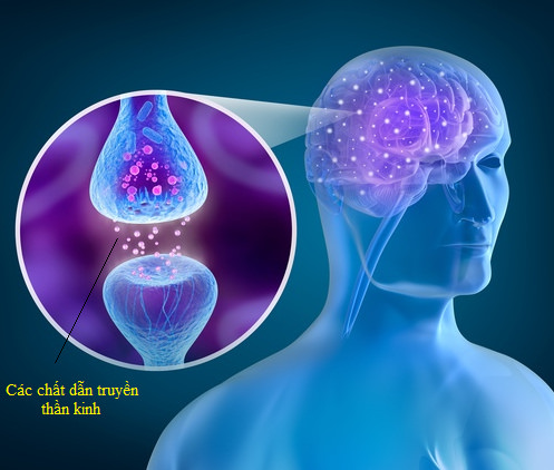 Nguyên nhân gây bệnh Parkinson là do sự thiếu hụt chất dẫn truyền thần kinh Dopamin